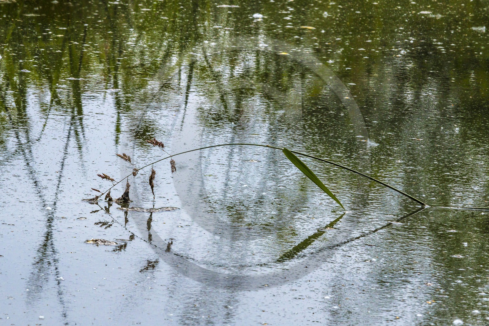 ENS de l'Isère, bois de la Bâtie