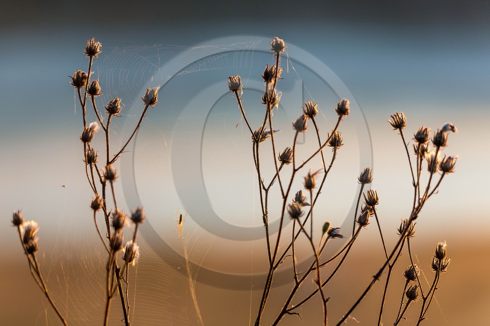 ENS de l'Isère, étang de Montjoux