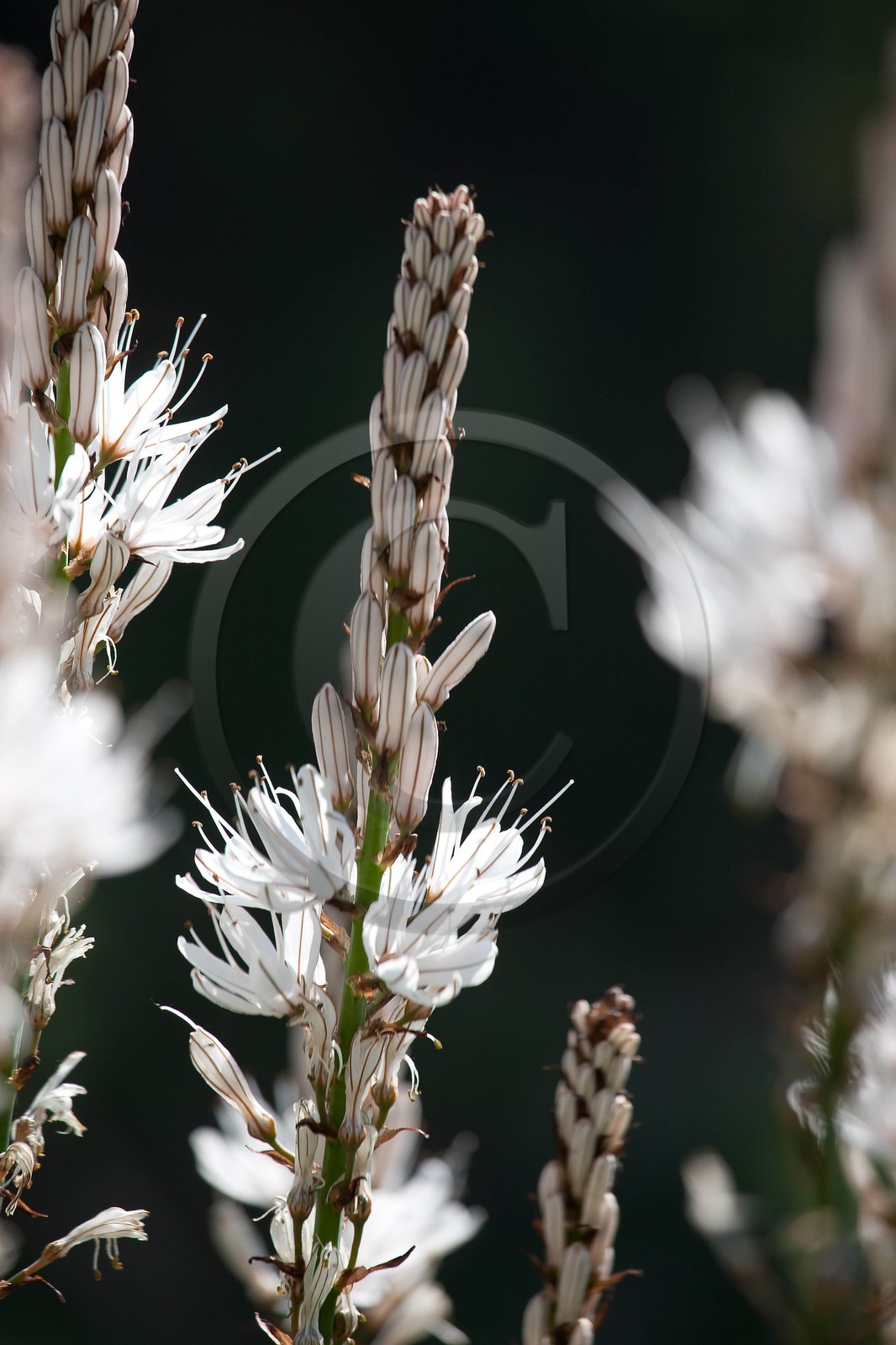 Asphodèle blanc, Asphodelus albus