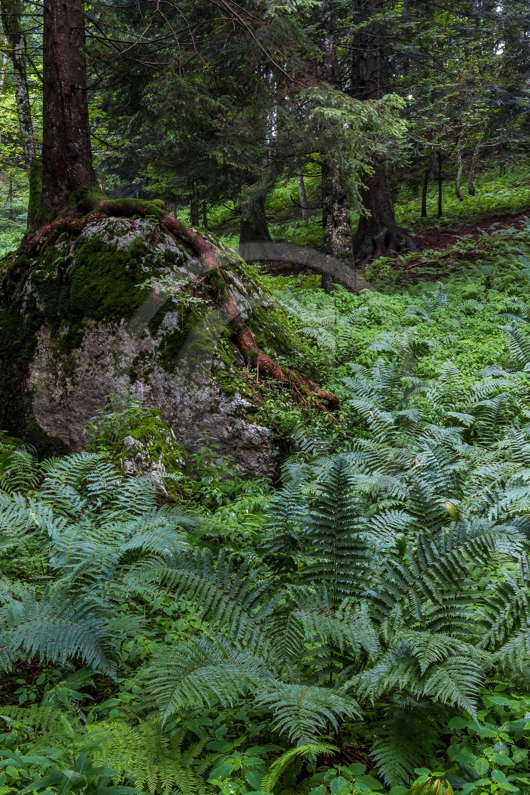 ENS de l'Isère, Les Ecouges