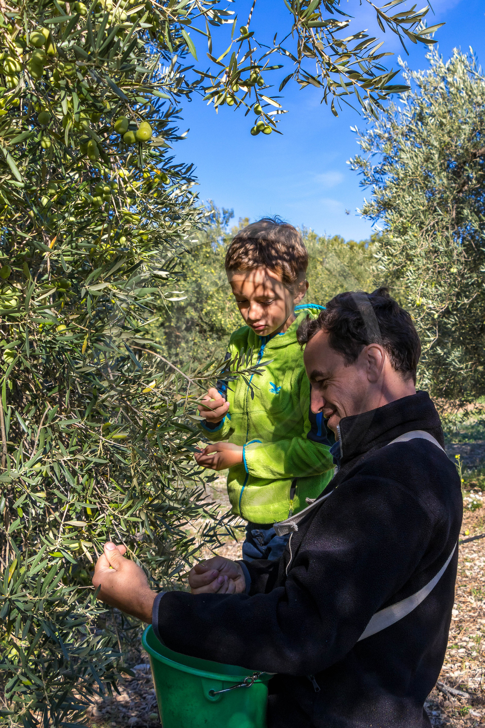 Le verger des Baux, Olivier Roman