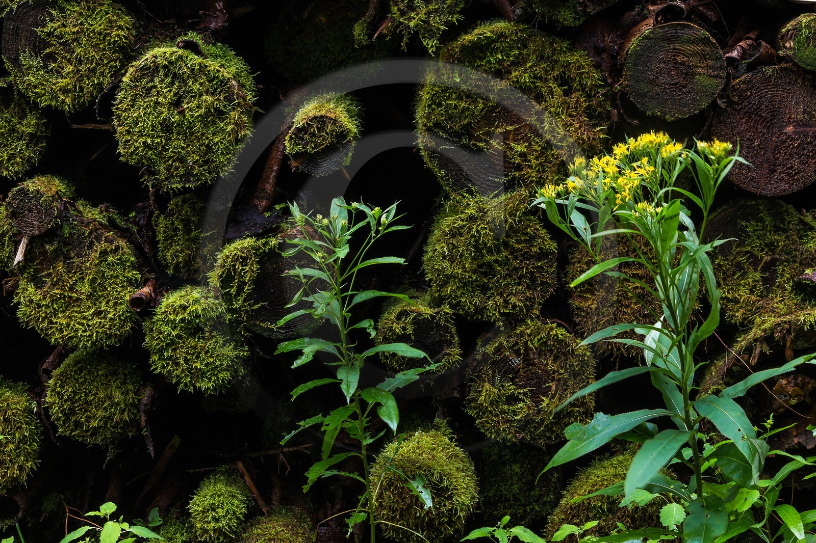 ENS de l'Isère, Les Ecouges