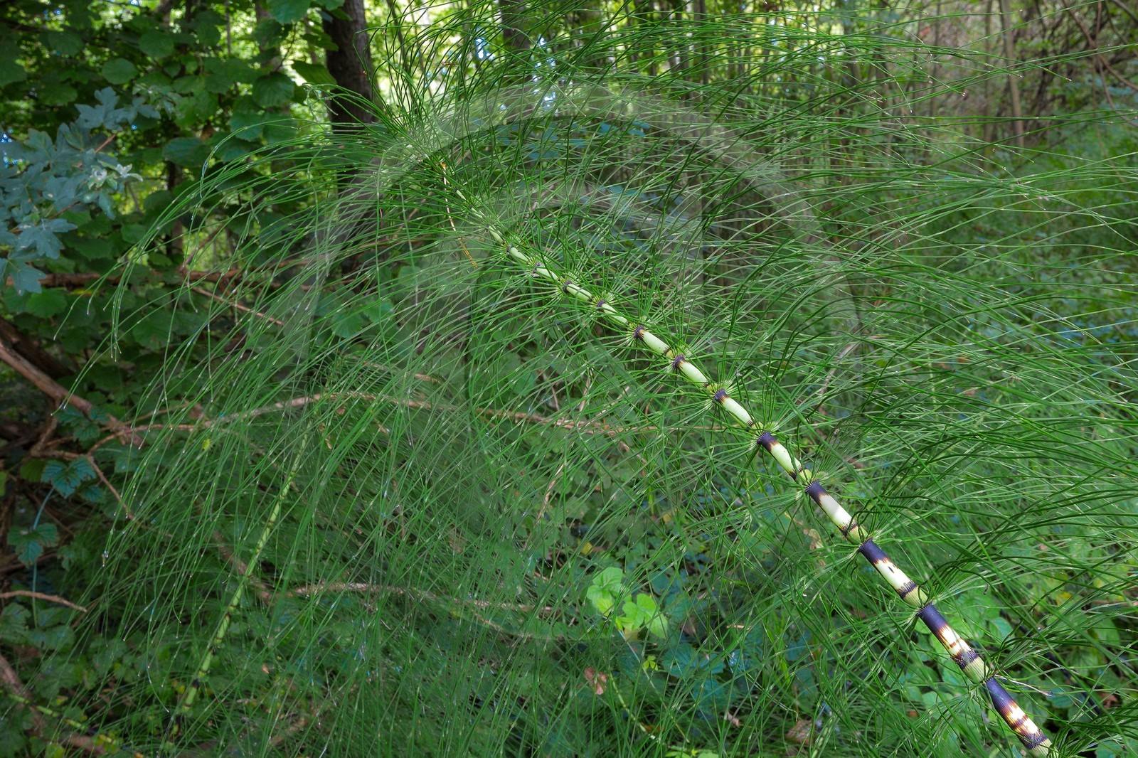 ENS de l'Isère, Boucle des Moïles