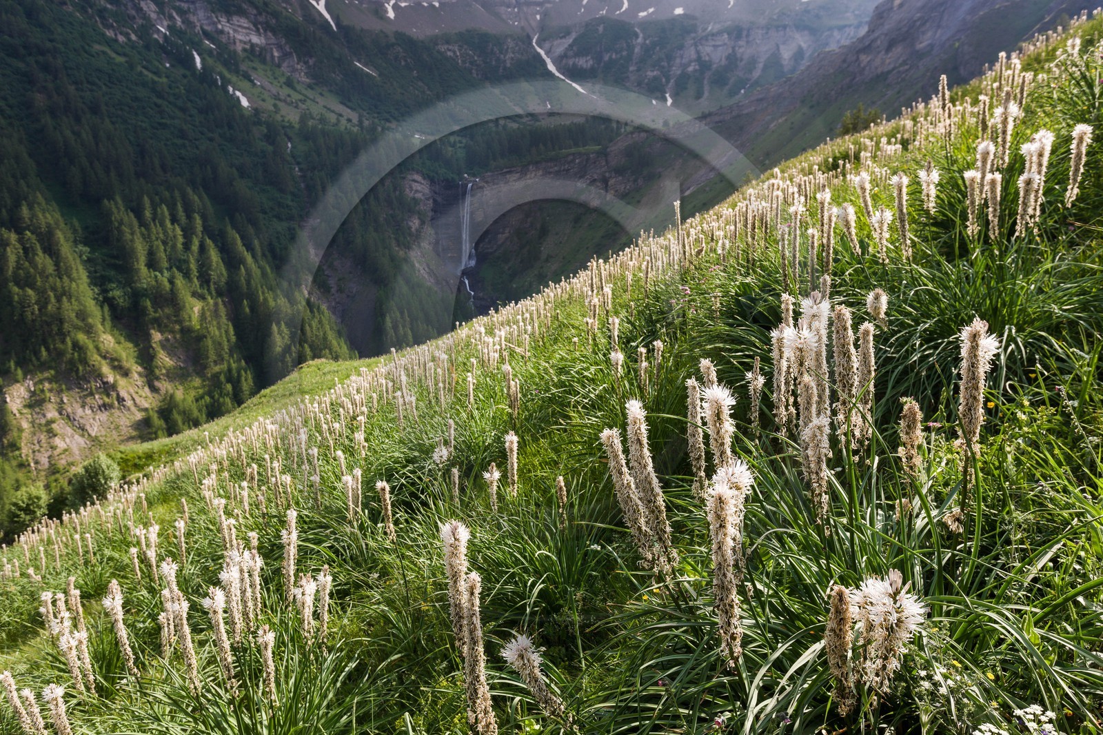 Asphodèle blanc, Asphodelus albus