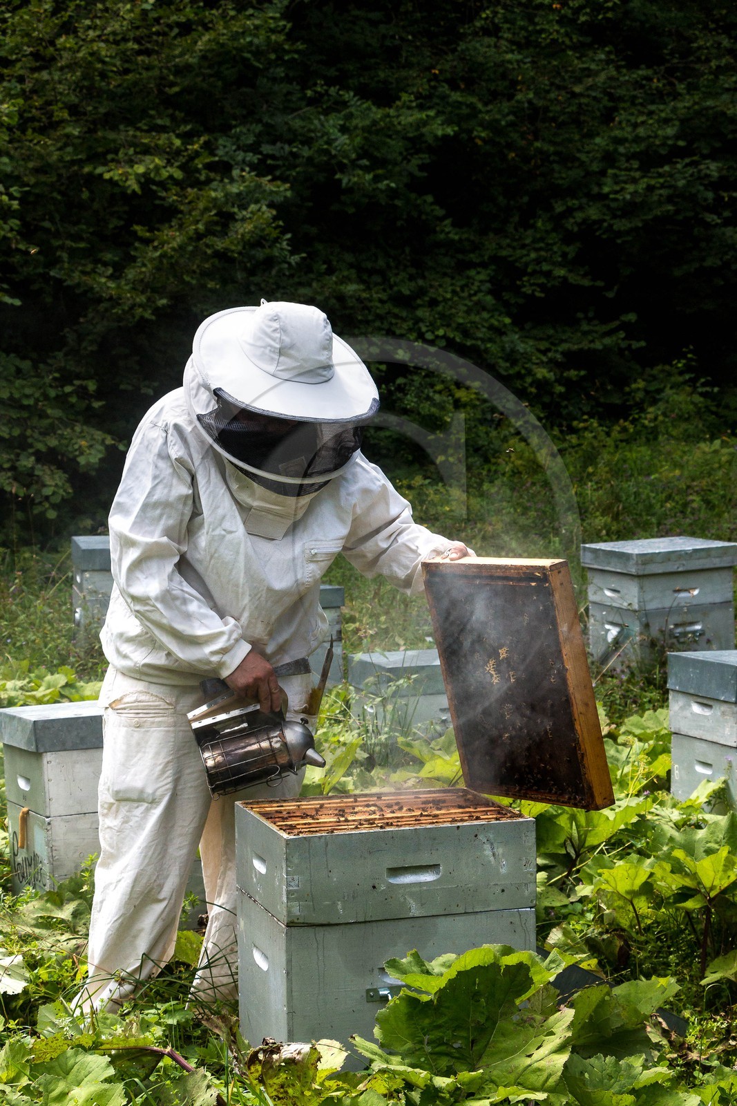 Vallée du Champsaur, miellerie Challet, Geoffrey Challet apiculteur