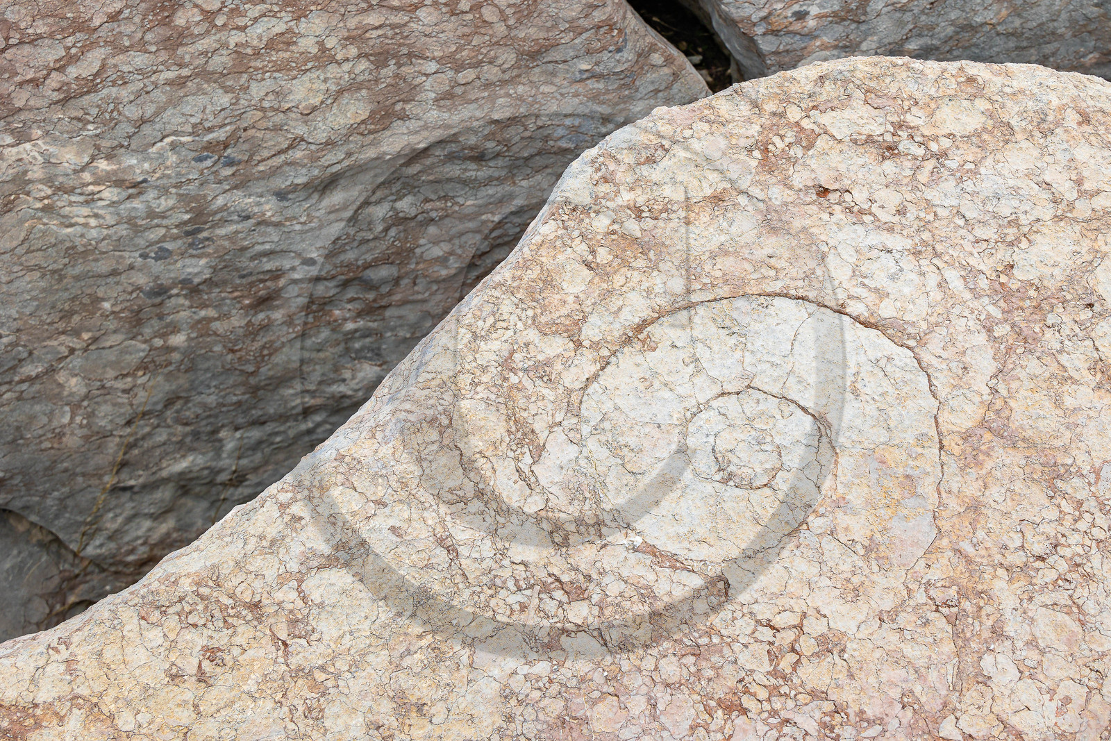 Ammonites aux Oucanes de Chabrières