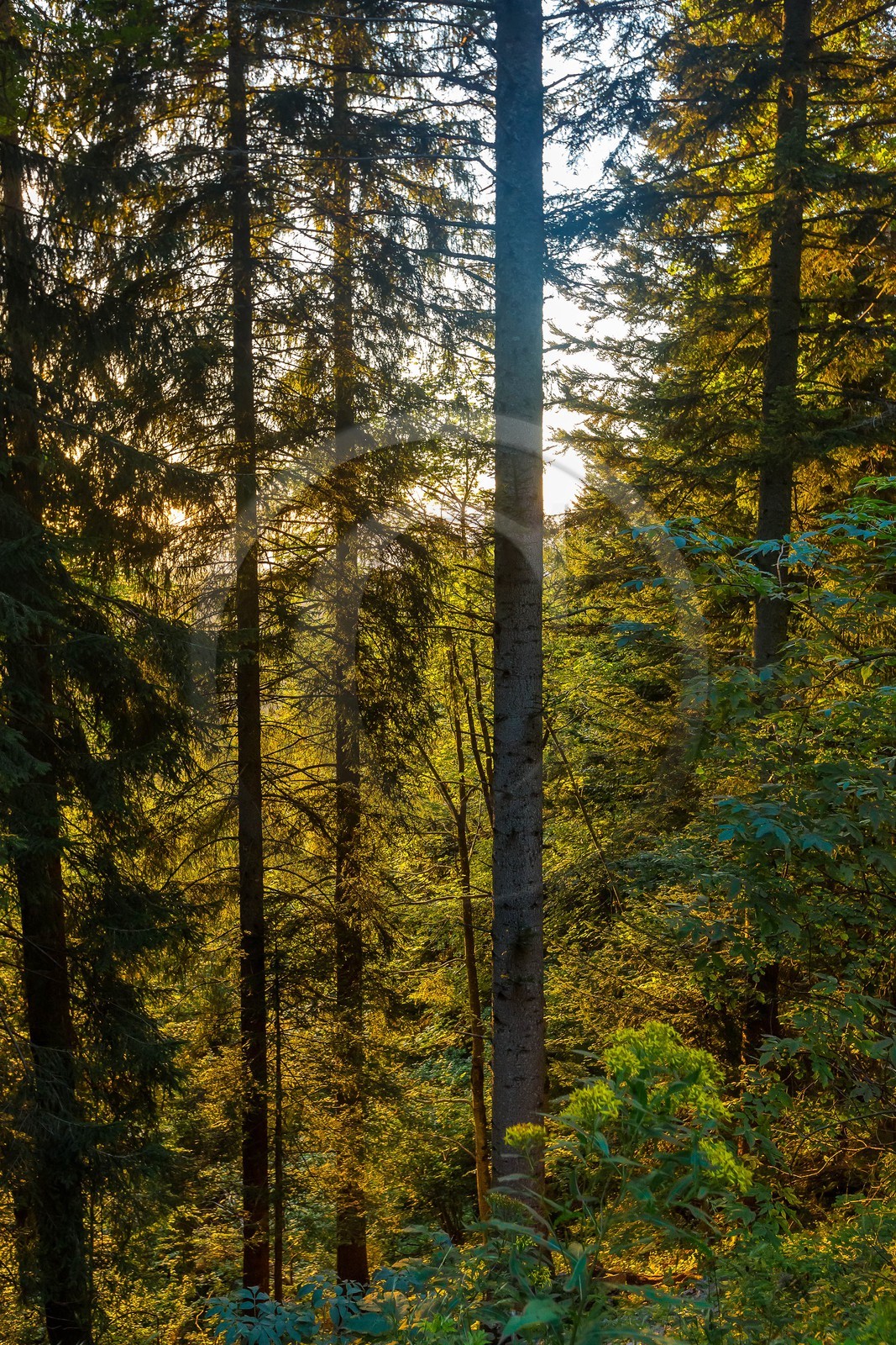 ENS de l'Isère, Les Ecouges