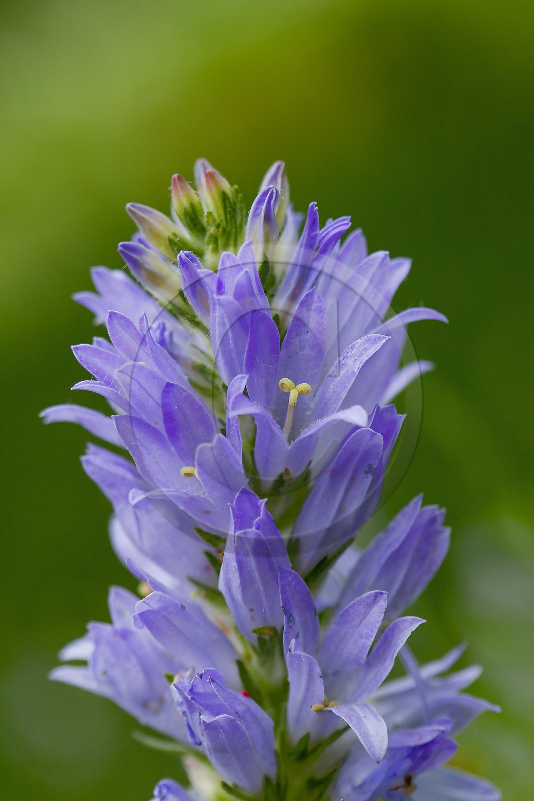 Gentiane asclépiade, Gentiana asclepiadea