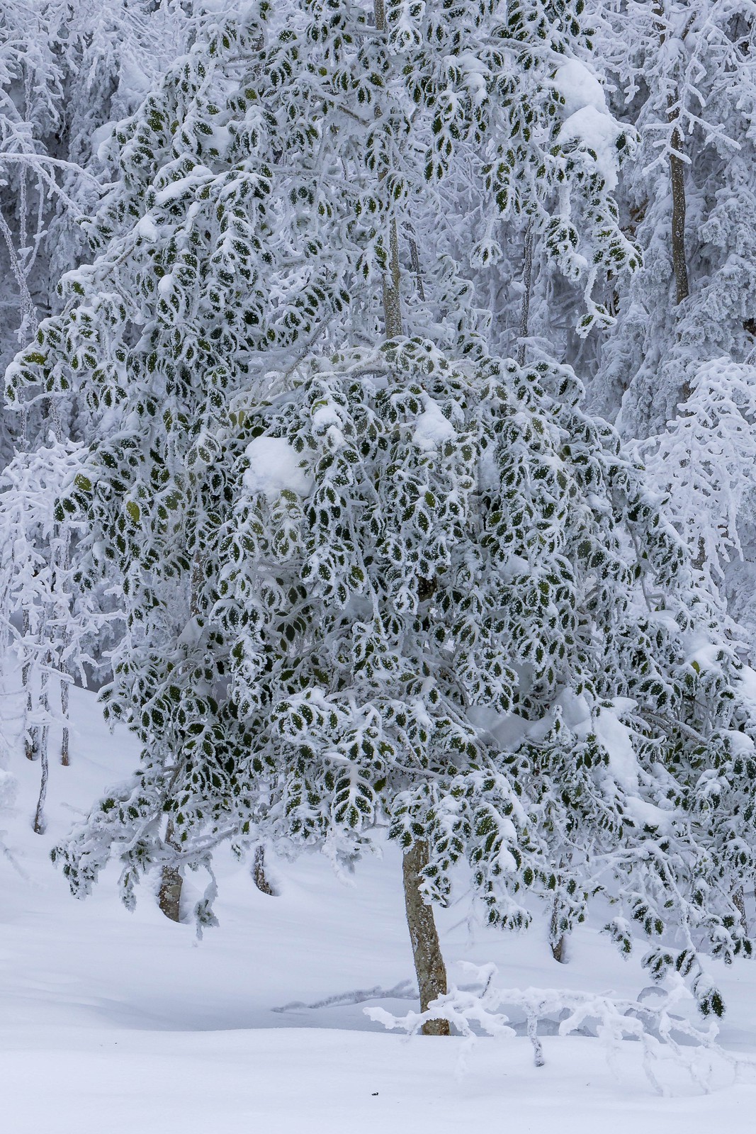 ENS de l'Isère, Les Ecouges